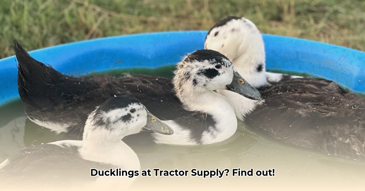 how-old-are-ducks-at-tractor-supply